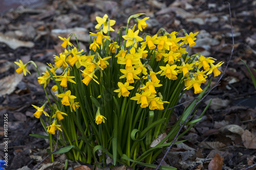 Bunch of wild small daffodils