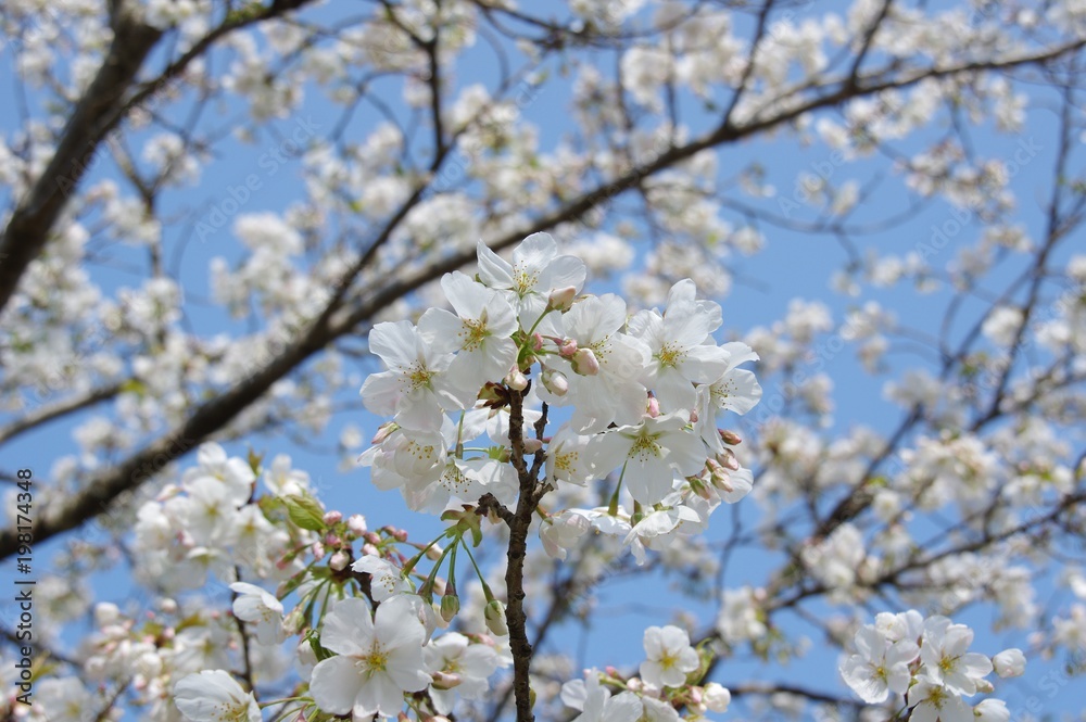 桜の花