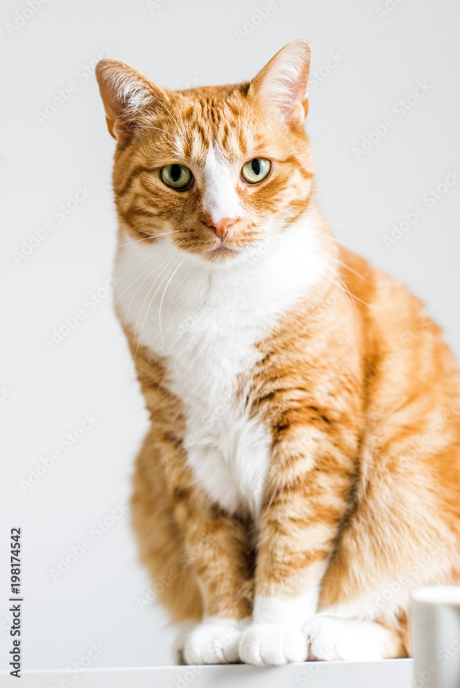 Young ginger cat sitting at the table in white background.