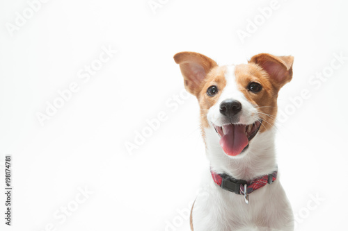 ジャックラッセル