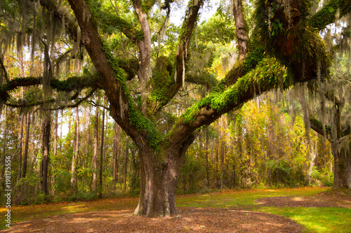 Schilderij op canvas Oak tree with Spanish moss on a plantation near Charleston, South Carolina