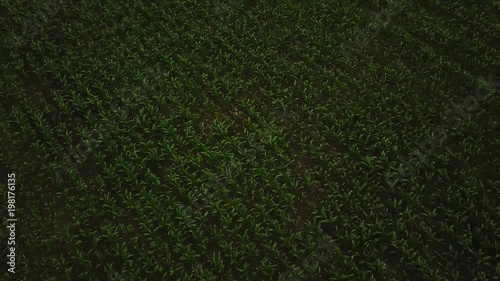 Aerial footage, establishing shot of a green field. Camera raises up. 4k video of leguminous plants field. Drone flies fast above lentils, beans, kidney crops. photo