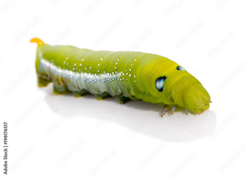 Obraz premium Oleander Hawk Moth Caterpillar (Daphnis nerii, Sphingidae), isolated on white background.