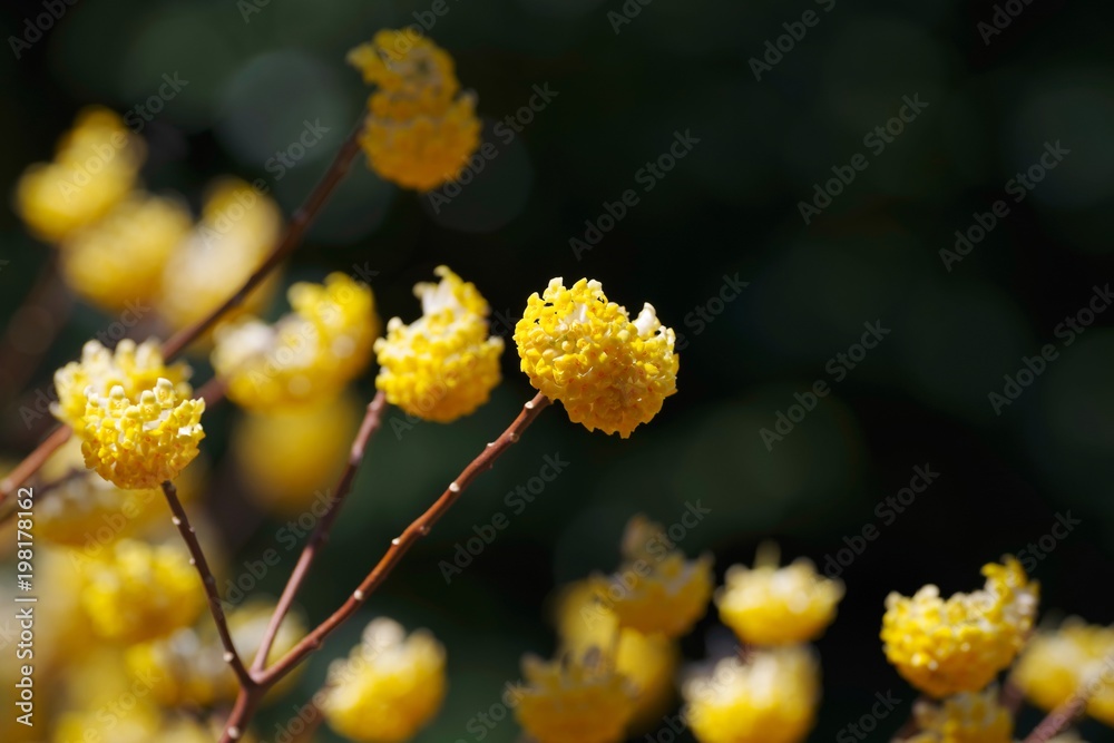 Oriental paper bush (Edgeworthia chrysantha)
Oriental paper bush (Edgeworthia chrysantha)