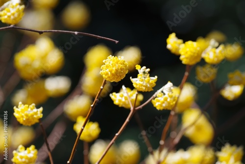 Oriental paper bush (Edgeworthia chrysantha)
 photo