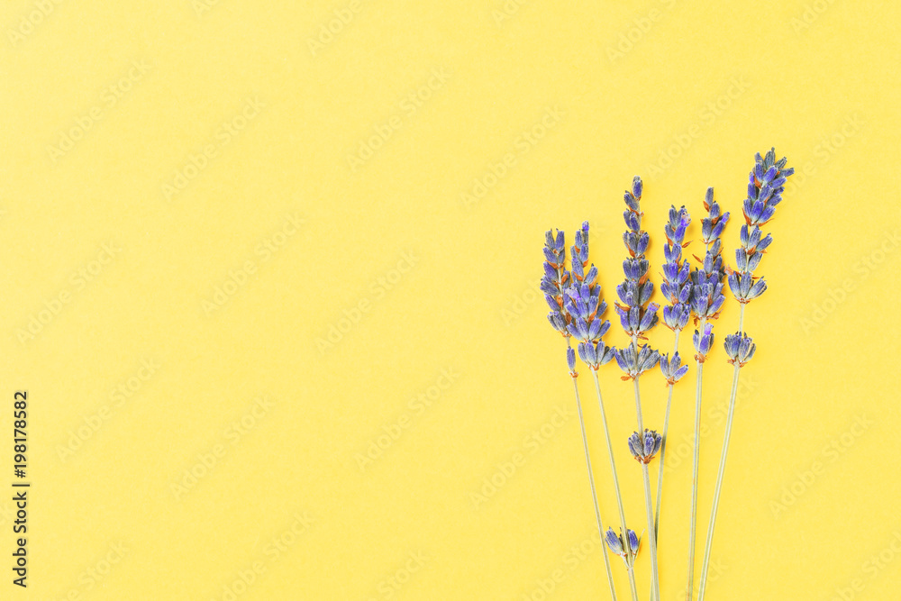 Mẫu hoa tuylip tím trên nền vàng sẽ mang tới cho bạn cảm giác nồng nàn và mơ màng. Hãy khám phá hình ảnh này để cảm nhận vẻ đẹp tràn đầy sức sống của hoa.