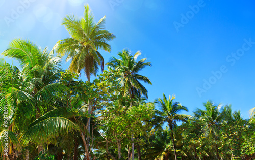 Coconut palm tree on blue sky and sunlight.