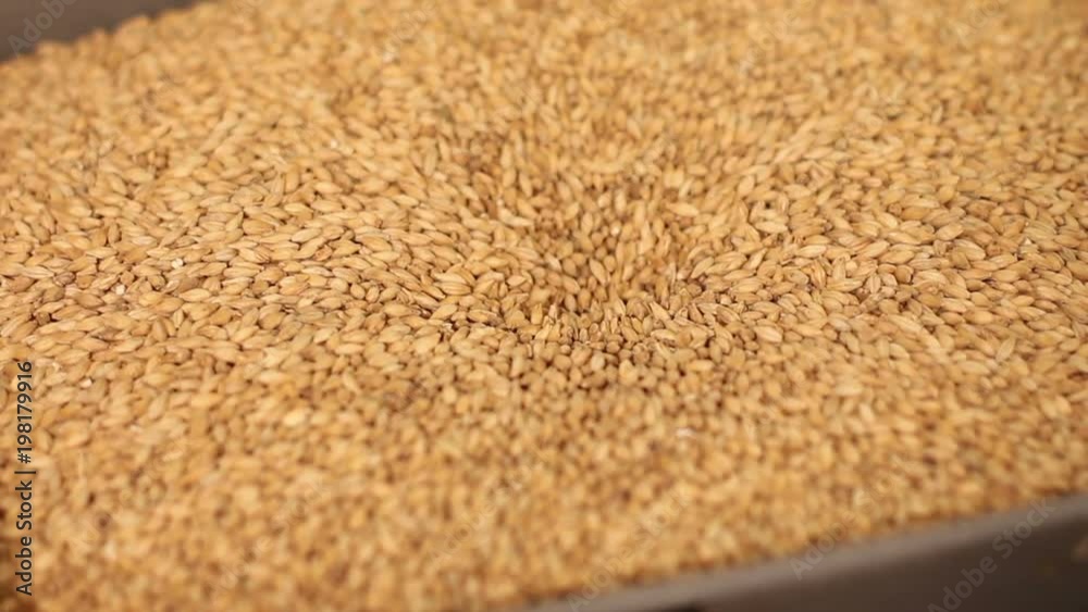 Grinding of malt for producing beer at the brewery. The crushing of the malt in an electric mill. Close up Grinding of malt for producing beer at the brewery. The crushing of the malt in an electric mill. Close up