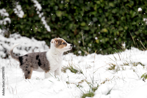 Hund Welpe Mischling draußen im Garten mit Schnee