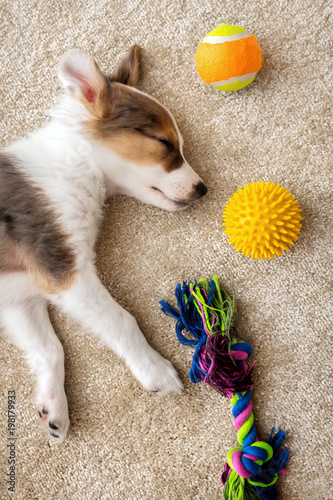 Fototapeta Naklejka Na Ścianę i Meble -  Draufsicht, Welpe mit Spielzeug auf Boden, Hundewelpe schlafend