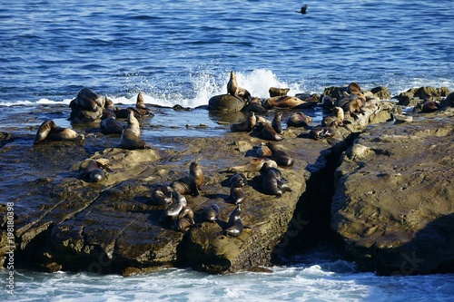 Large group of sea lions enjoying the sun on the seashore rocks