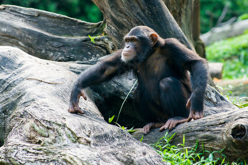 Chimpanzee sits on a branch in the jungle photo