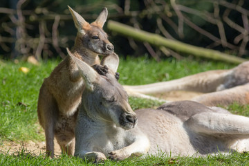 Wandcirkels Kangoeroe Schattige joey klampt zich aan moeder  © Ian Dyball