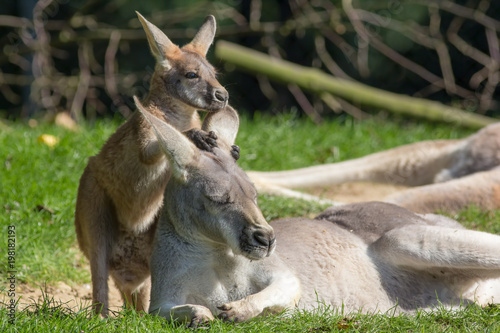 Cute joey animal image. Baby kangaroo holding onto mother