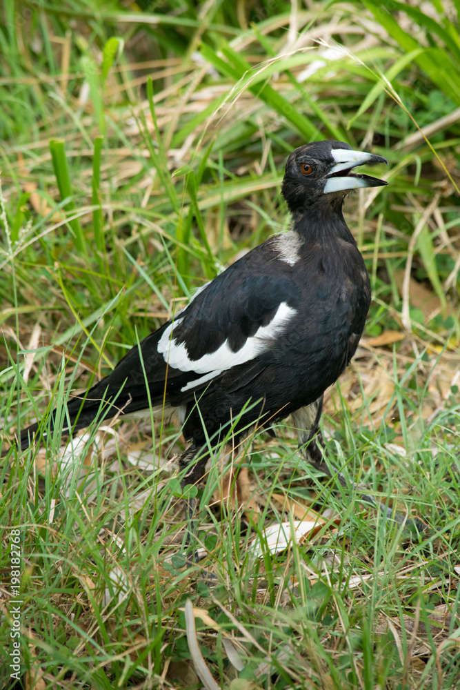 Australian magpie standing in the grass. In Australia. Australian magpie standing in the grass. In Australia.