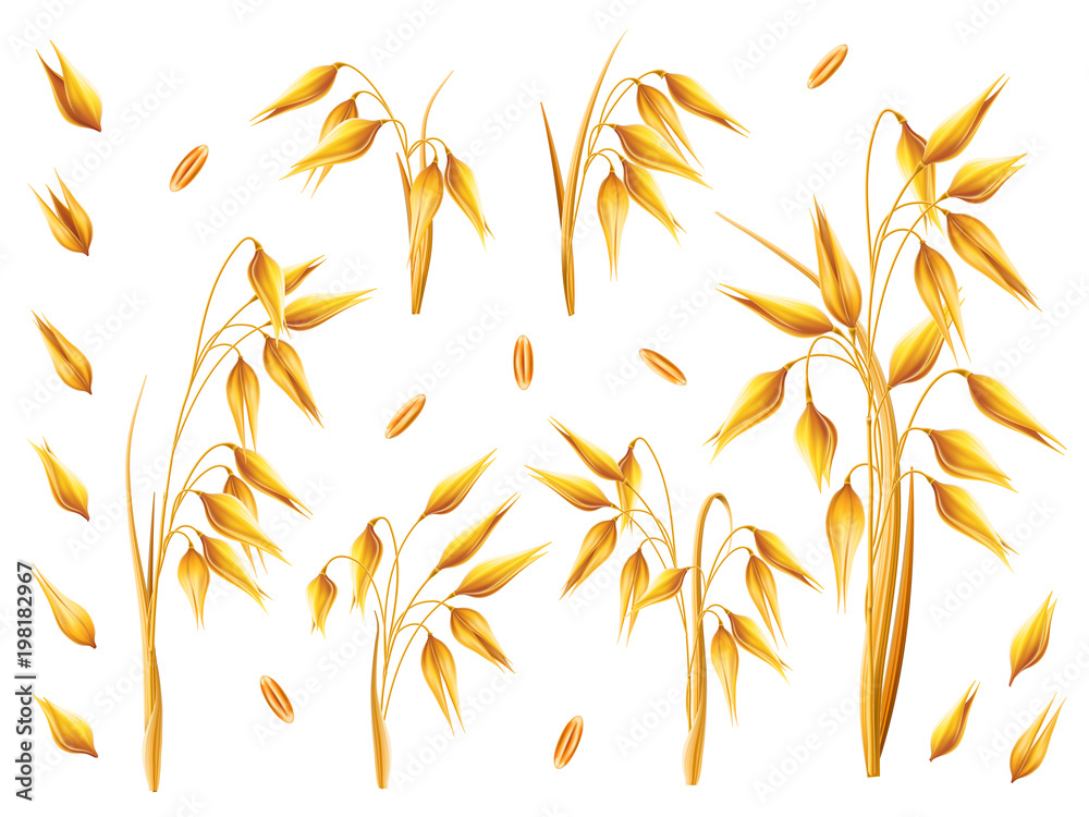 Realistic bunch of oats or barley isolated on white background. Vector set of oat ears. Grains of cereals. Harvest, agriculture or bakery theme. Natural ingredient element. 3d illustration. Realistic bunch of oats or barley isolated on white background. Vector set of oat ears. Grains of cereals. Harvest, agriculture or bakery theme. Natural ingredient element. 3d illustration.