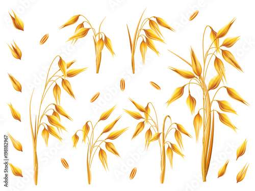 Realistic bunch of oats or barley isolated on white background. Vector set of oat ears. Grains of cereals. Harvest, agriculture or bakery theme. Natural ingredient element. 3d illustration.