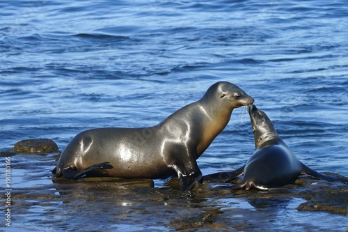 Young and adult sea lion having a moment at the seashore