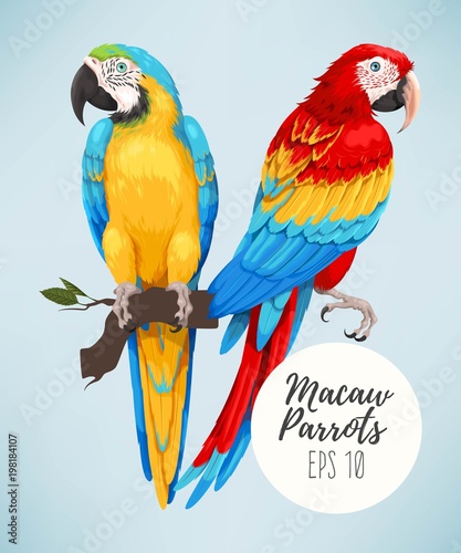 Tropical parrots collection