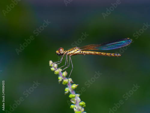 Extreme macro shot eye of Zygoptera dragonfly in wild. Close up detail of eye dragonfly is very small. Dragonfly on yellow leave. Selective focus.