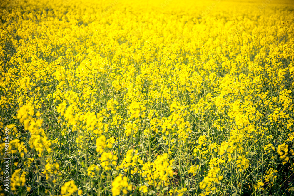 a field of yellow flowers in france