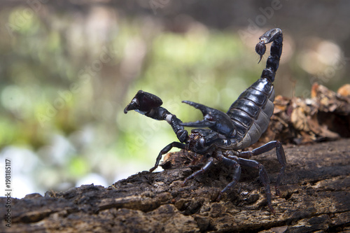 Scorpion in nature background.