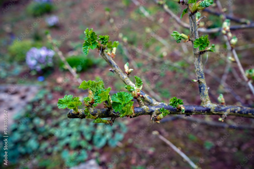 Black currant branches with buds and First leaves ready to open. Black currant branches with buds and First leaves ready to open.