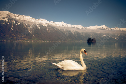 a swan in lake brienz in switzerland