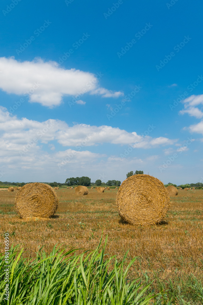 Typical landscape of the Emporda in Catalonia, Spain.