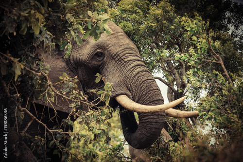 Photography The head of an elephant in the jungle on Safari in Zimbabwe