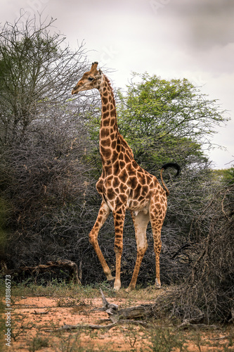 Giraffe in the savanna  a Safari in Africa
