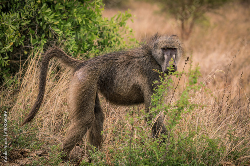Big Grey Baboon in the African Bush, Tanzania