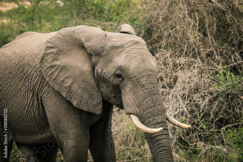 Big elephant eating trees in the Etosha National Park  Namibia