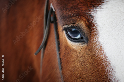 Eye of a beautiful red horse closeup