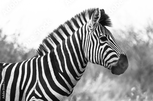 Profile of a Zebra  black and white