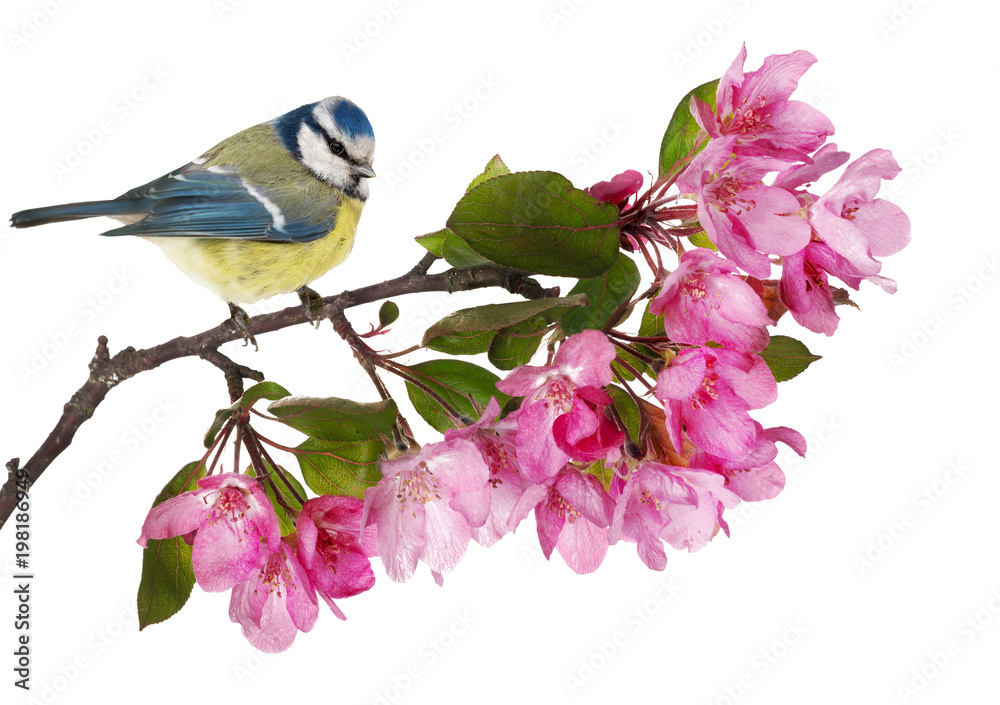 Obraz premium eurasian blue tit on apple tree branch with pink flowers