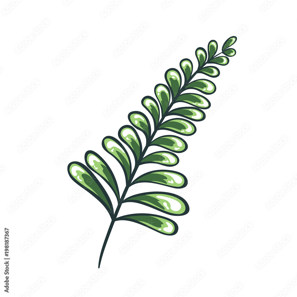 Obraz premium Vector color illustration of leaves. Green and white drawing of a plant. Isolated object of floral theme