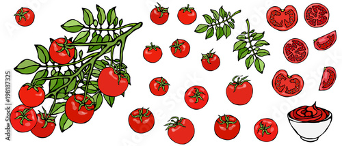 Bunch of Cherry Tomatoes on a Branch With Leaves and Ketchup Bowl. Botanical Gardening Illustration. Ketchup Logo or Vegetable Salad. Realistic Hand Drawn Vector Illustration. Savoyar Doodle Style.