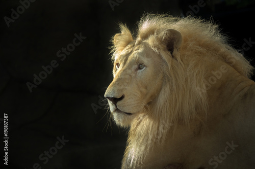 The face of the White Lion male on a black background.