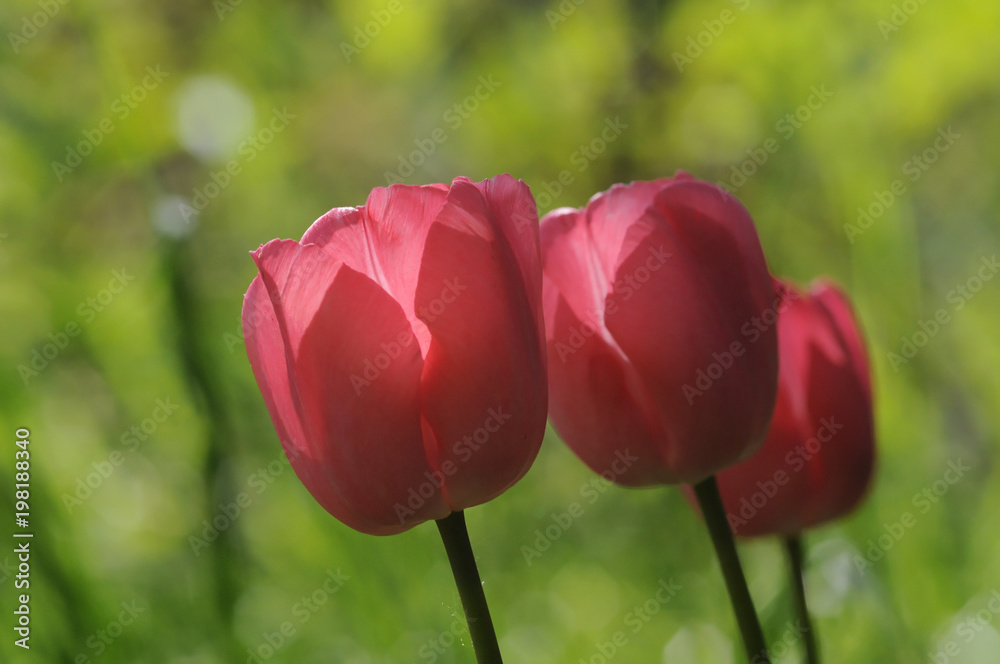 Fototapeta premium Rote Tulpen-Blüten im Garten mit schönem Bokeh