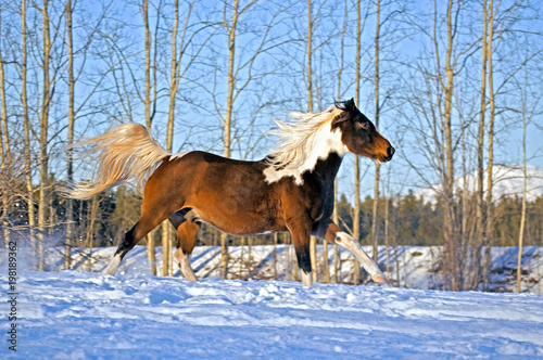 Pinto Arabian Horse running in snow on cold sunny winter day.