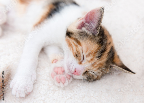 Very sleepy cute little kitten in a basket © Andrew Deer