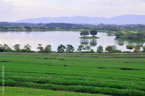 Natural resevior or pond with twin tree on island with green tea plantation foreground photo