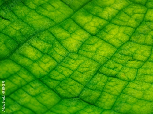 Gunnera Plant Leaf