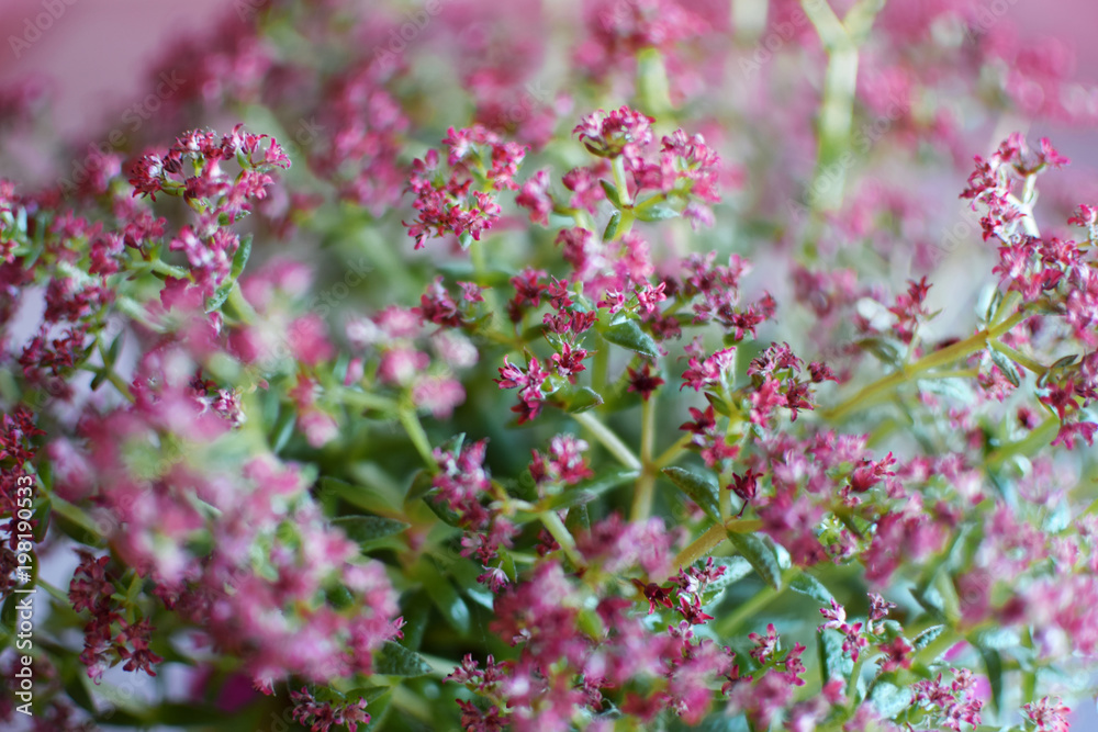 Closeup of room plant succulent crassula multicava or money plant with violet purple flowers as beautiful horizontal blur background. Closeup of room plant succulent crassula multicava or money plant with violet purple flowers as beautiful horizontal blur background.