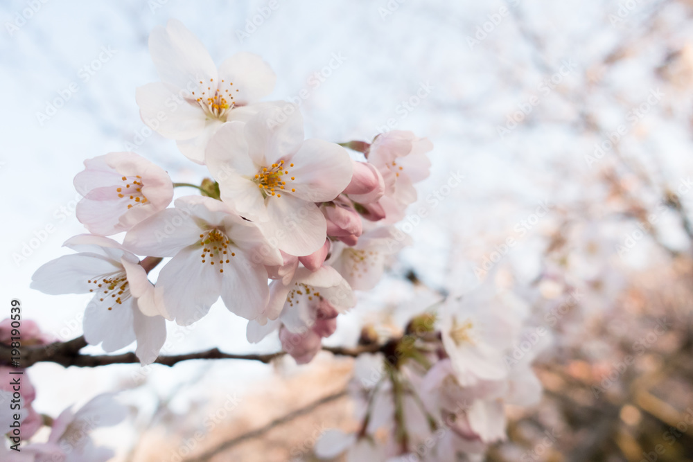 Cherry blossom, or known as sakura blooming during spring at Japan.