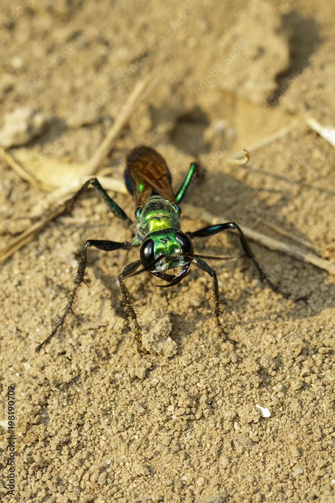 Image of Jewel Wasp or Emerald cockroach wasp (Ampulex compressa) on the ground. Insect. Animal. Image of Jewel Wasp or Emerald cockroach wasp (Ampulex compressa) on the ground. Insect. Animal.