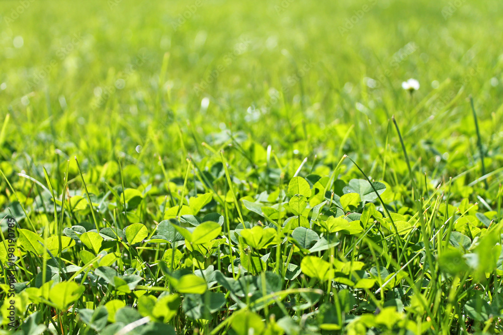 Clover background close up. Springtime background. Clover background close up. Springtime background.