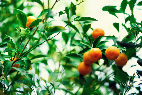 Orange tree with whole fruits. Fresh oranges on branch with green leaves, sunlight effect. Summer concept. Copy space