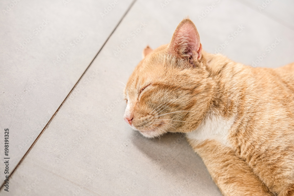 Fototapeta premium Sleeping cat
